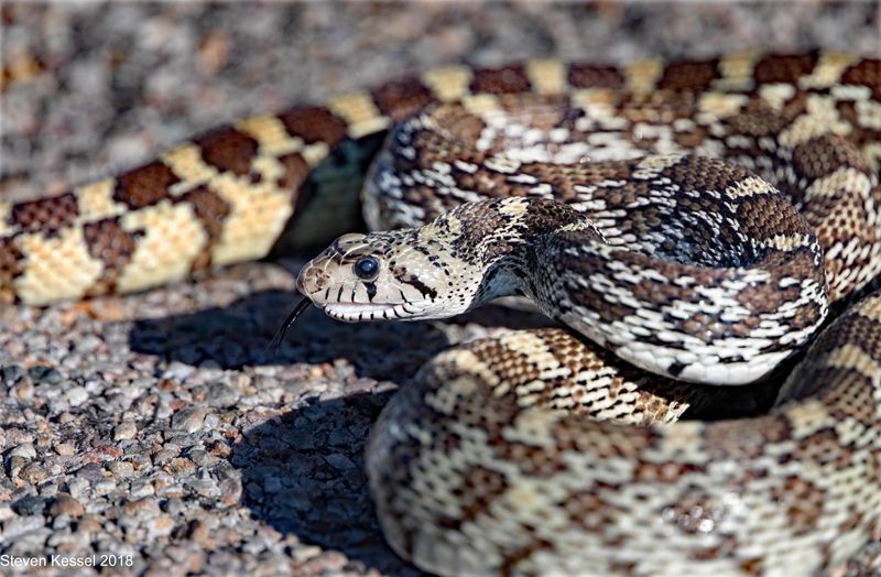 Why They Flatten Their Heads When Threatened