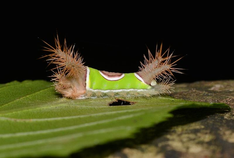 Why This Bright Green Caterpillar Shows Up In Virginia Gardens Why This Bright Green Caterpillar Shows Up In Virginia Gardens