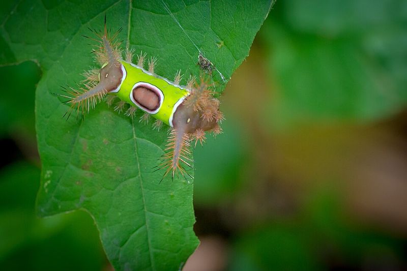 Why This Caterpillar Is Often Mistaken For Harmless