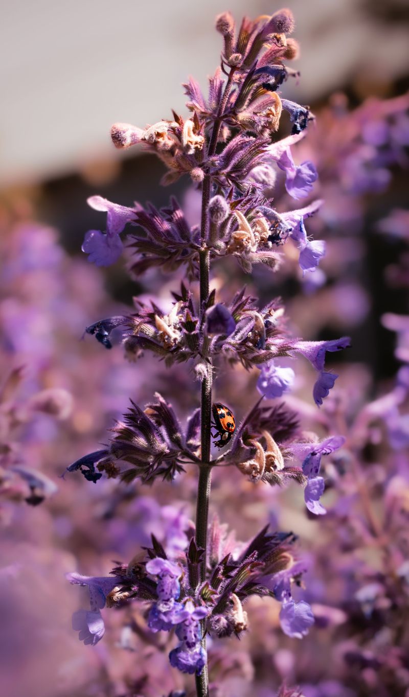 Why This Flower Gets Mistaken For A Weed Why This Flower Gets Mistaken For A Weed