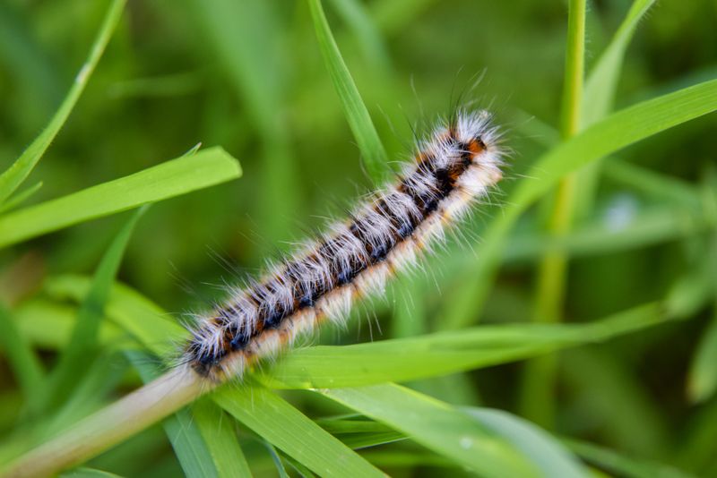 Why This Fuzzy Caterpillar Shows Up In Kentucky Gardens Why This Fuzzy Caterpillar Shows Up In Kentucky Gardens