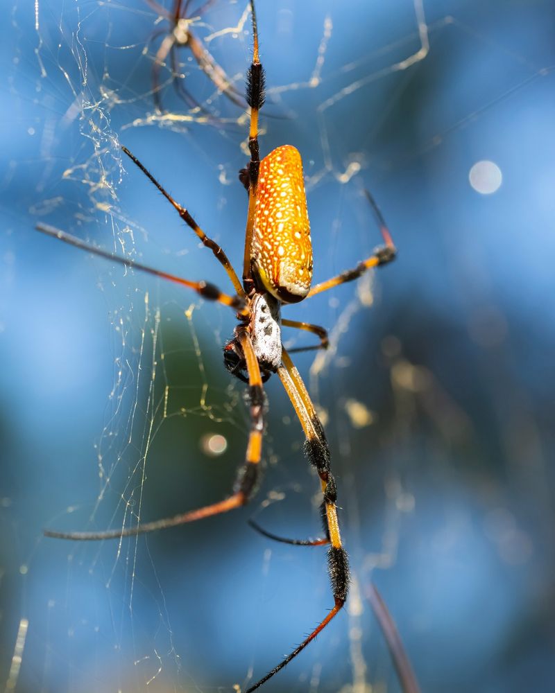 Why This Large Weaver Chooses Your Porch Space