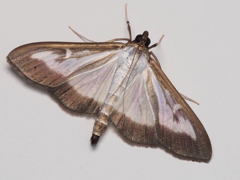 Why This Moth Is So Damaging To Boxwoods
