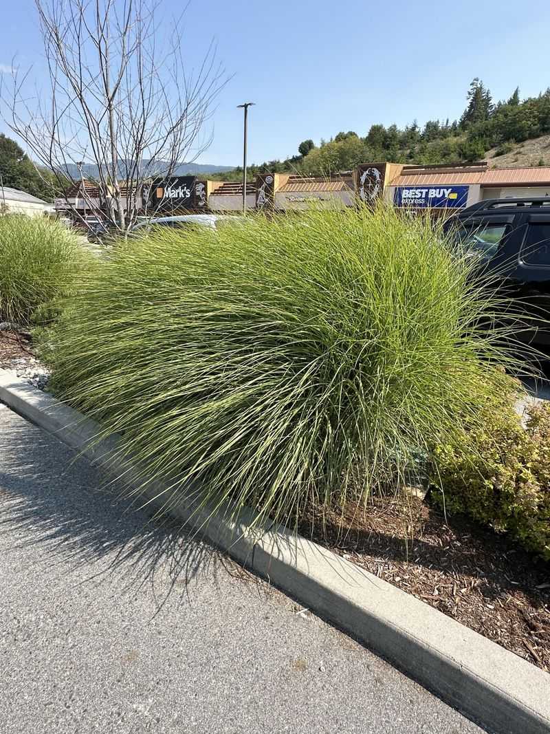 Why This Native Grass Handles California Heat Too Why This Native Grass Handles California Heat Too