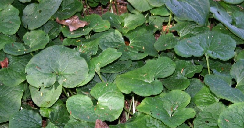 Why This Native Groundcover Beats Pachysandra In Oregon Shade