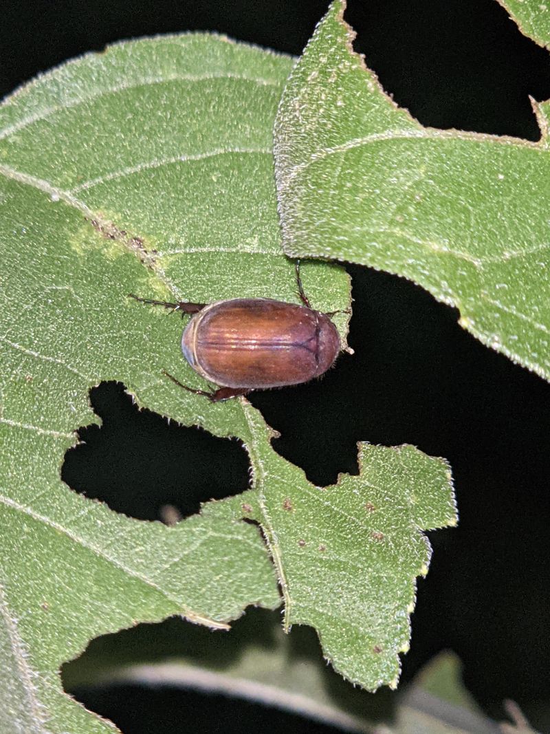 Why This Pest Is Hard To Control