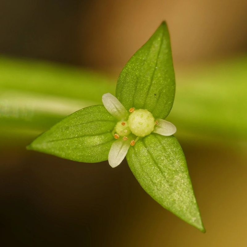 Why This Plant Disappeared For Over A Century Why This Plant Disappeared For Over A Century
