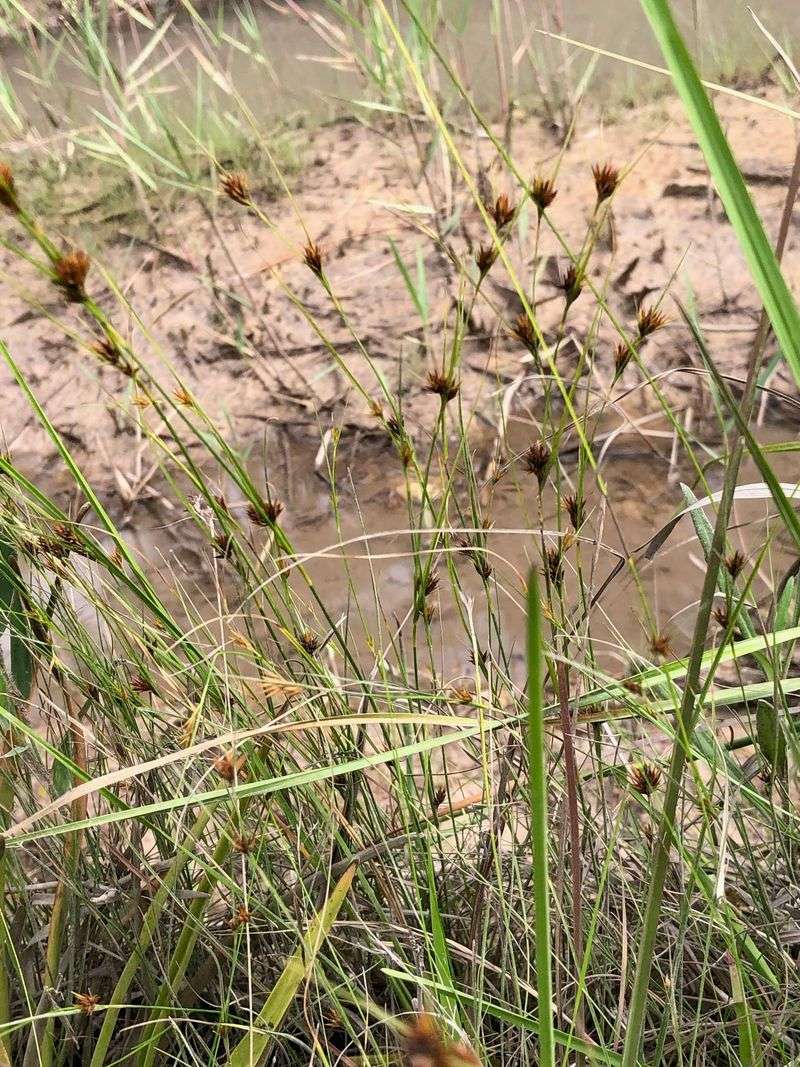 Why This Sedge Was Misidentified For Decades