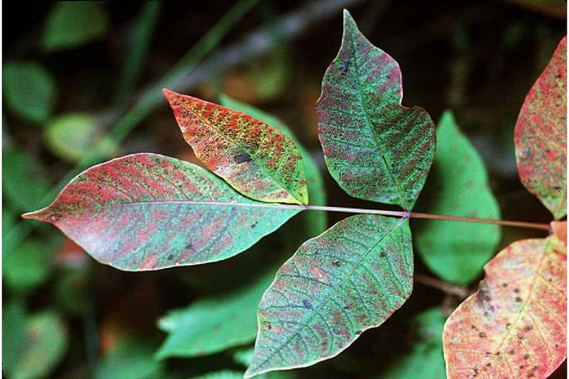 Why This Shrub Warrants Serious Caution Why This Shrub Warrants Serious Caution