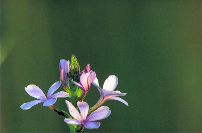 Why This Species Still Photosynthesizes On Its Own