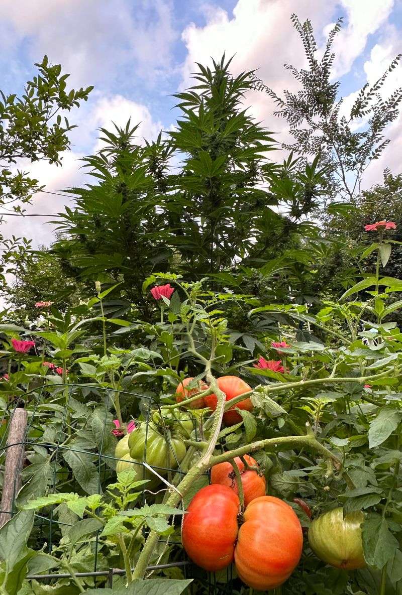 Why This System Pays Off Most By September