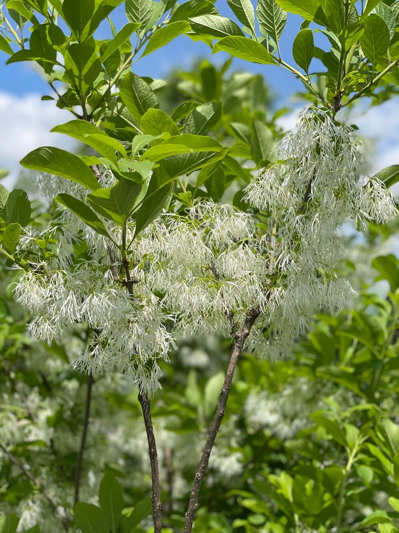 Why This Tree Remains Overlooked By Gardeners Why This Tree Remains Overlooked By Gardeners