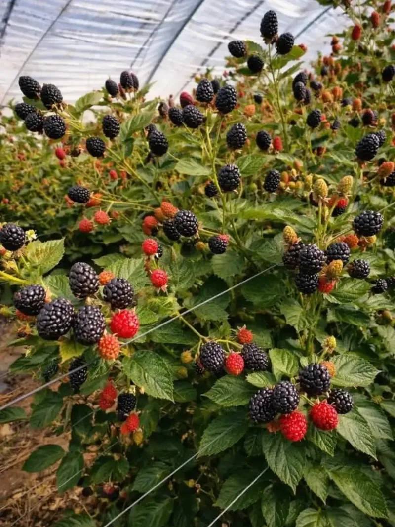Why Thornless Blackberries Are So Easy Why Thornless Blackberries Are So Easy