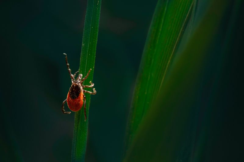Why Ticks Thrive In New York Backyards