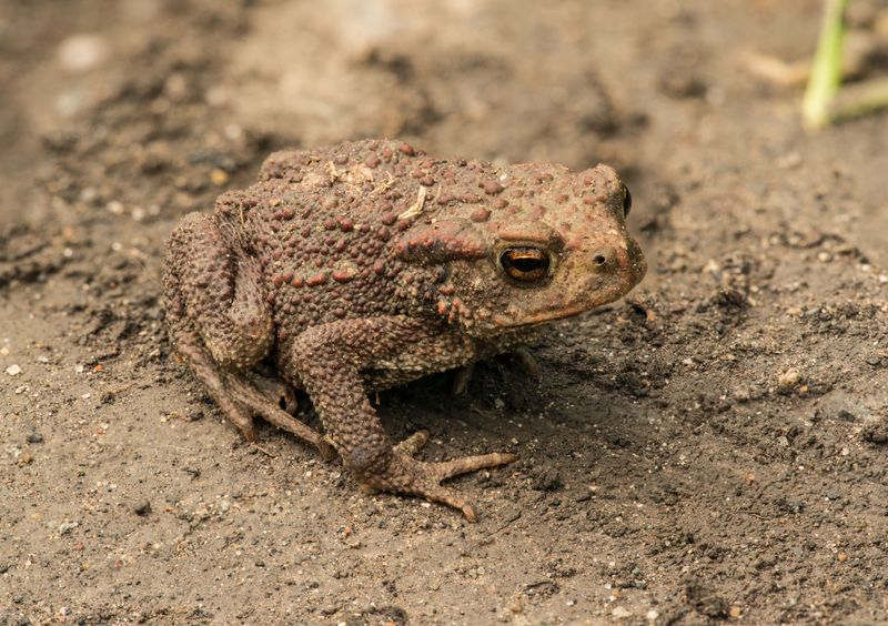 Why Toads Choose To Live Near Your Steps Why Toads Choose To Live Near Your Steps