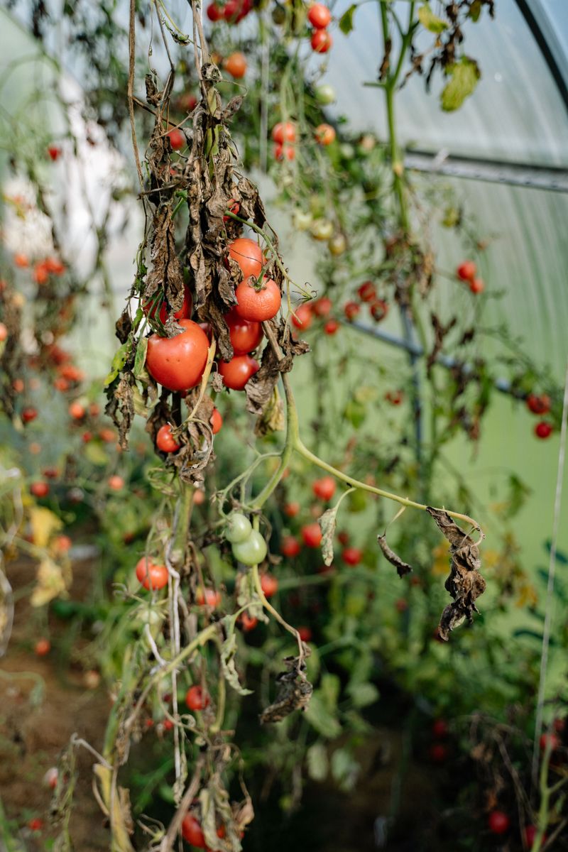Why Tomato Plants Wilt Suddenly In Indiana