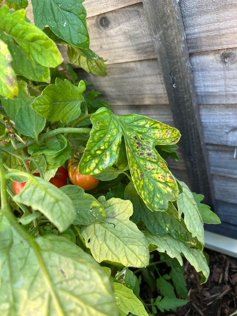 Why Tomatoes And Potatoes Struggle Side By Side