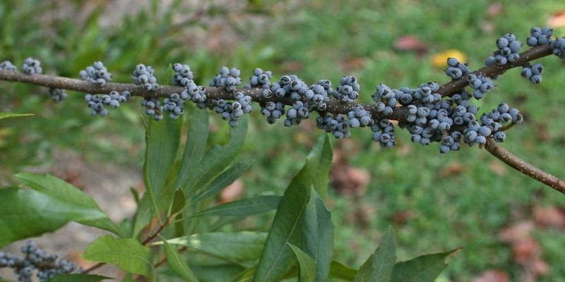 Why Wax Myrtle Can Improve a Bare Fence Line Why Wax Myrtle Can Improve a Bare Fence Line