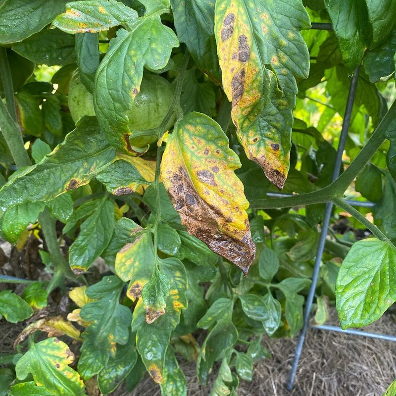 Why Wet Foliage And Fruit Turn Into A Disease Highway