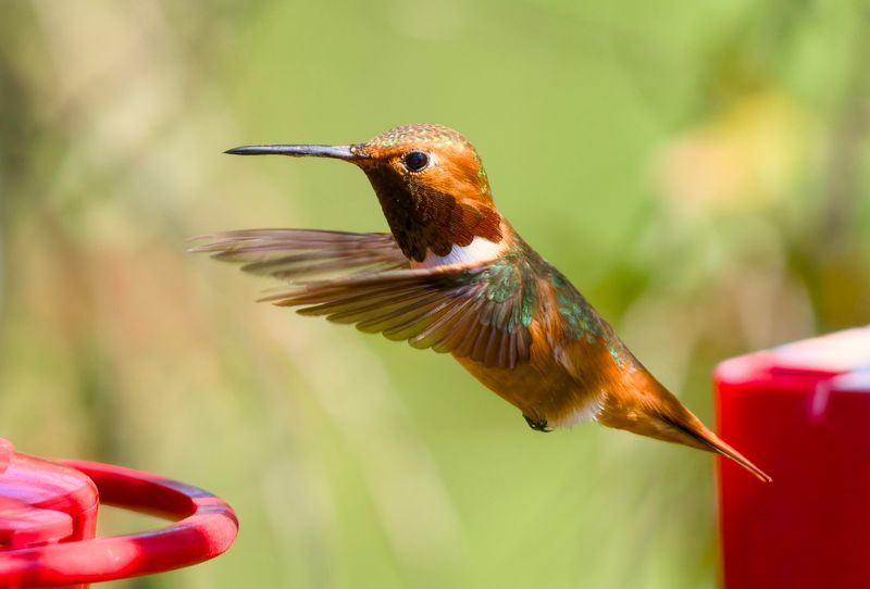 Why Your Yard Became A Hummingbird Stop