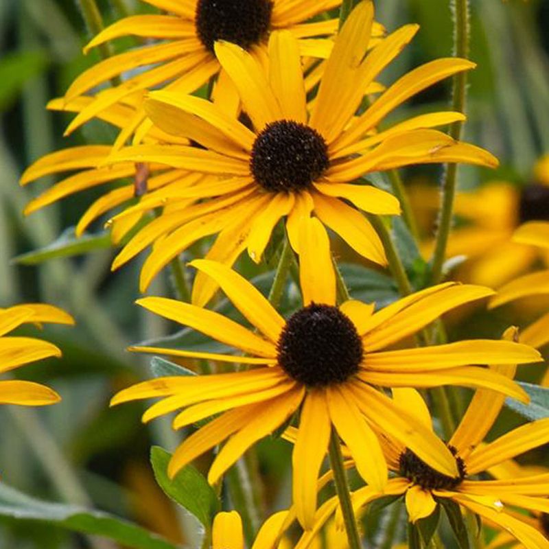 Why the Plant Handles a Sunny North Carolina Bed