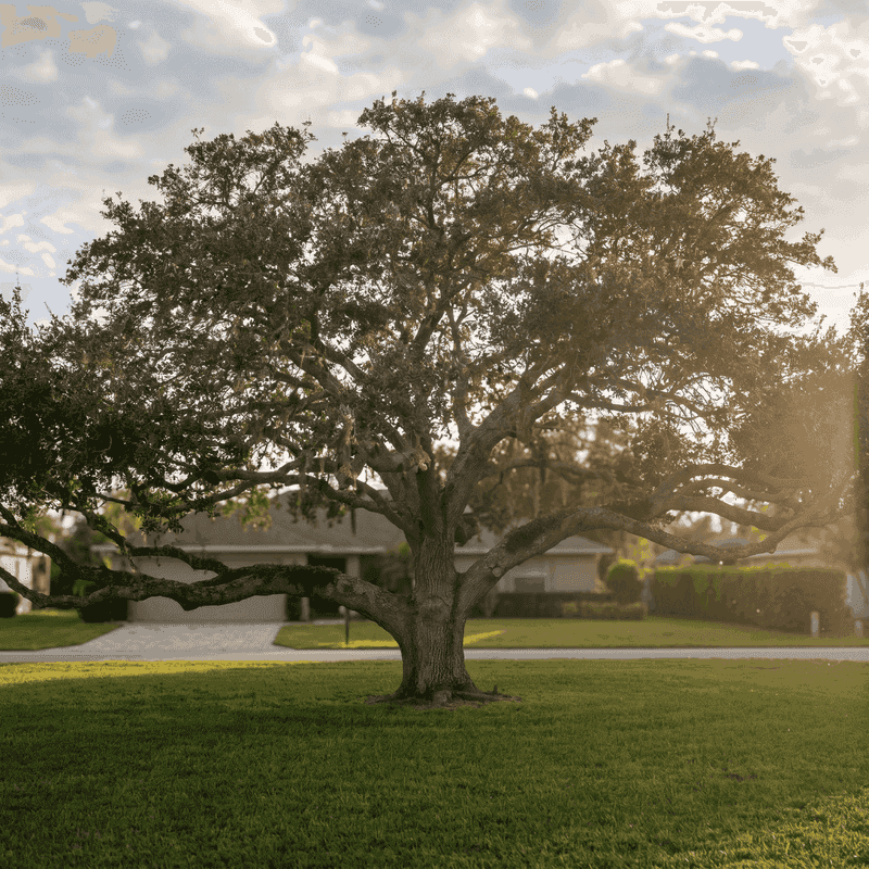 Wide Canopy Creates Meaningful Shade Across Texas Yards Wide Canopy Creates Meaningful Shade Across Texas Yards