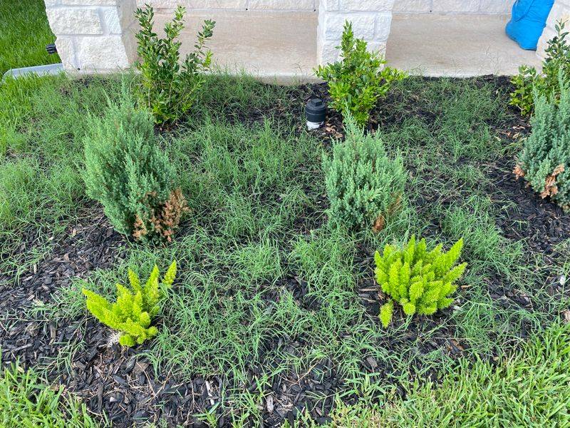 Wide Gaps Give Weeds Room To Return Wide Gaps Give Weeds Room To Return