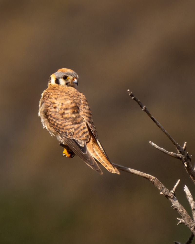 Wide Open Spaces Give Them Room To Hunt