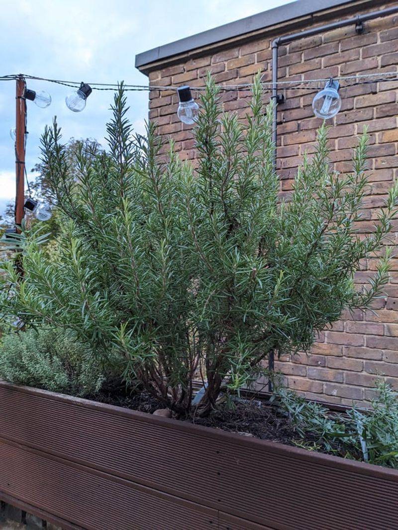 Wide Sprawling Plants Are More Likely To Split