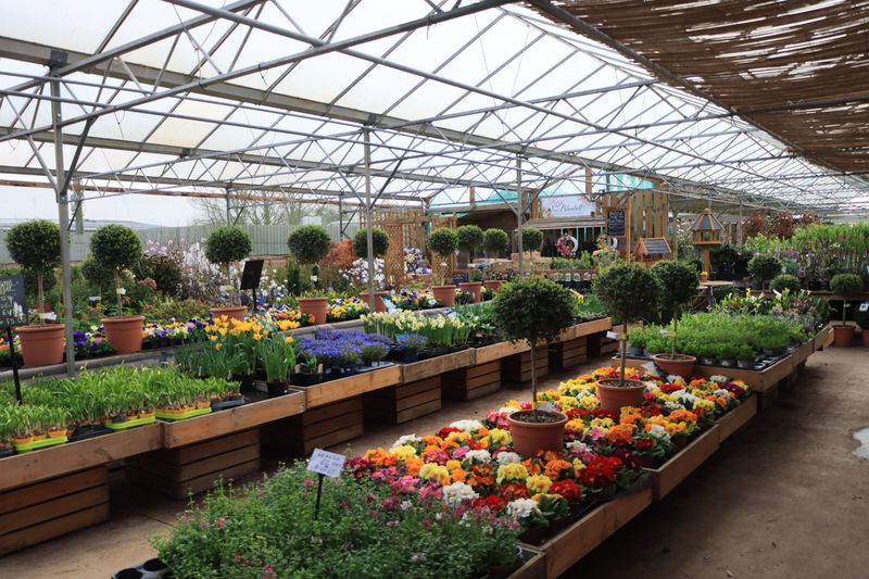 Widely Available And Cheap At Nurseries Widely Available And Cheap At Nurseries