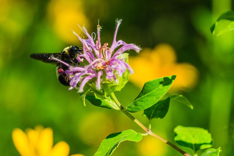 Wild Bergamot Wild Bergamot