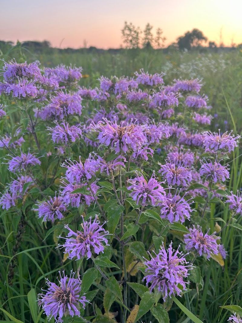 Wild Bergamot Attracts Hummingbirds Before Frost