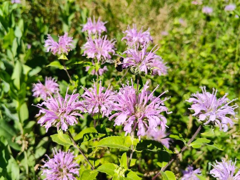 Wild Bergamot Brings Lavender Color To Dry Soil Wild Bergamot Brings Lavender Color To Dry Soil