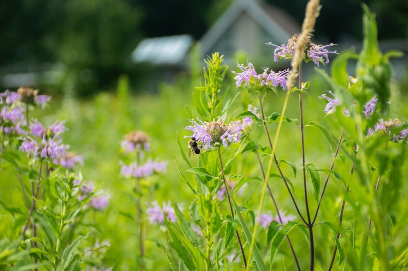 Wild Bergamot Brings Native Charm To Sunny Borders Wild Bergamot Brings Native Charm To Sunny Borders