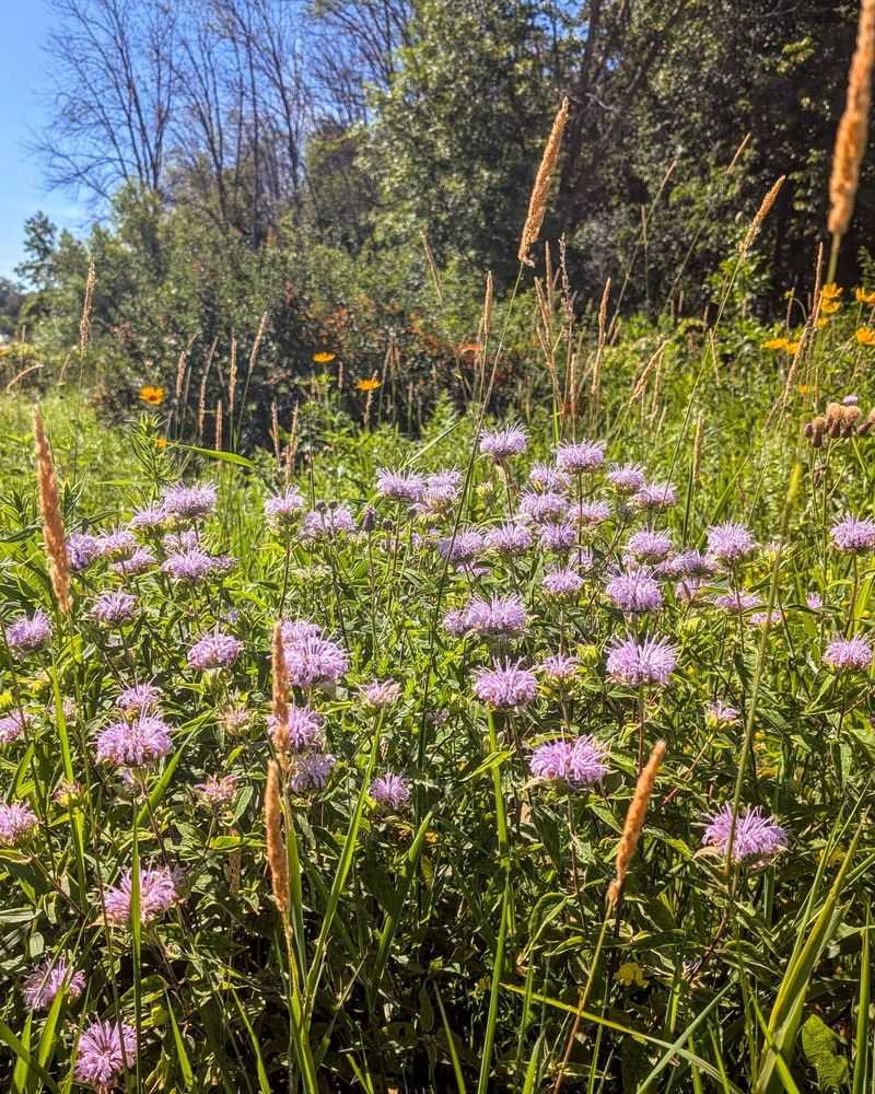 Wild Bergamot Is Easy To Work Into A Meadow Wild Bergamot Is Easy To Work Into A Meadow