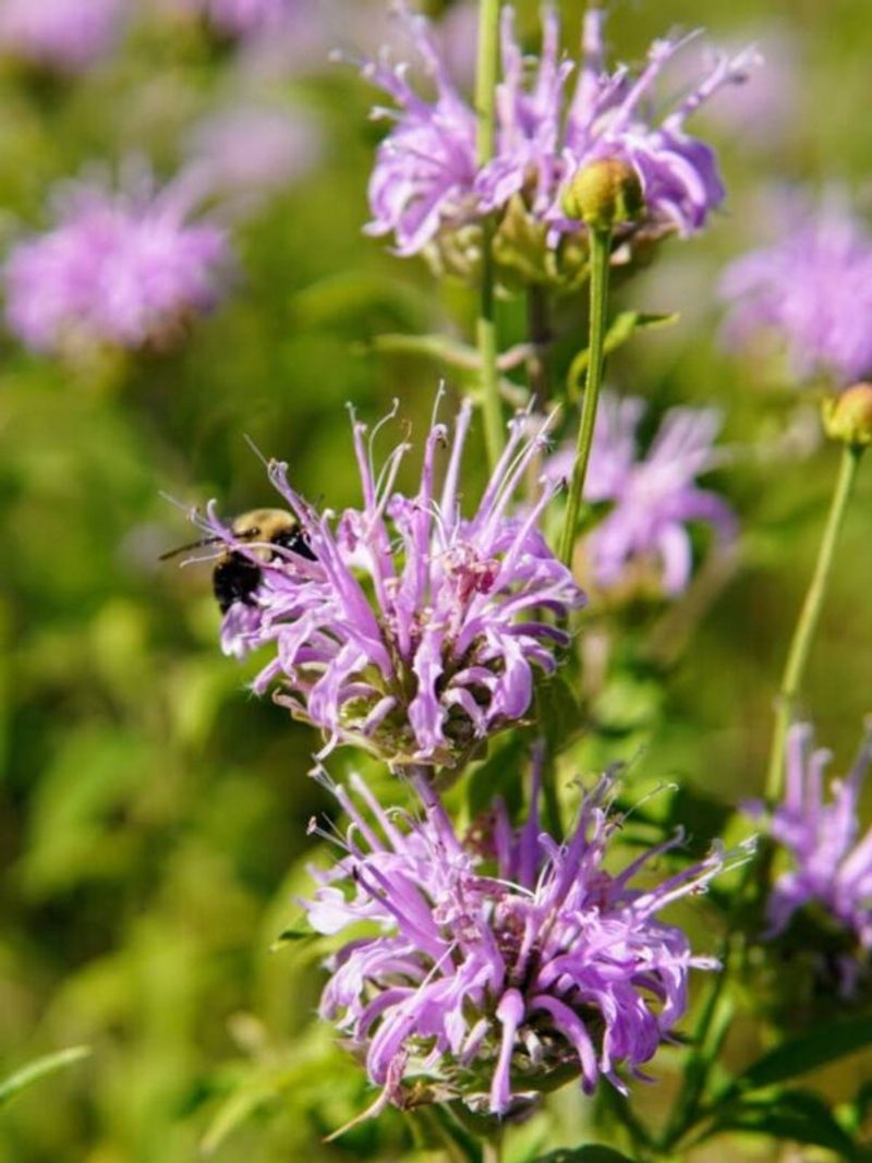 Wild Bergamot Seeds Its Own Lavender Drifts