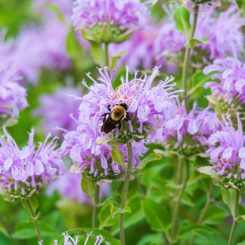 Wild Bergamot Wild Bergamot