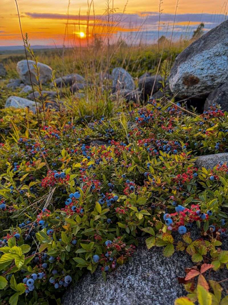 Wild Berries Differ From Cultivated Varieties In Growth And Yield