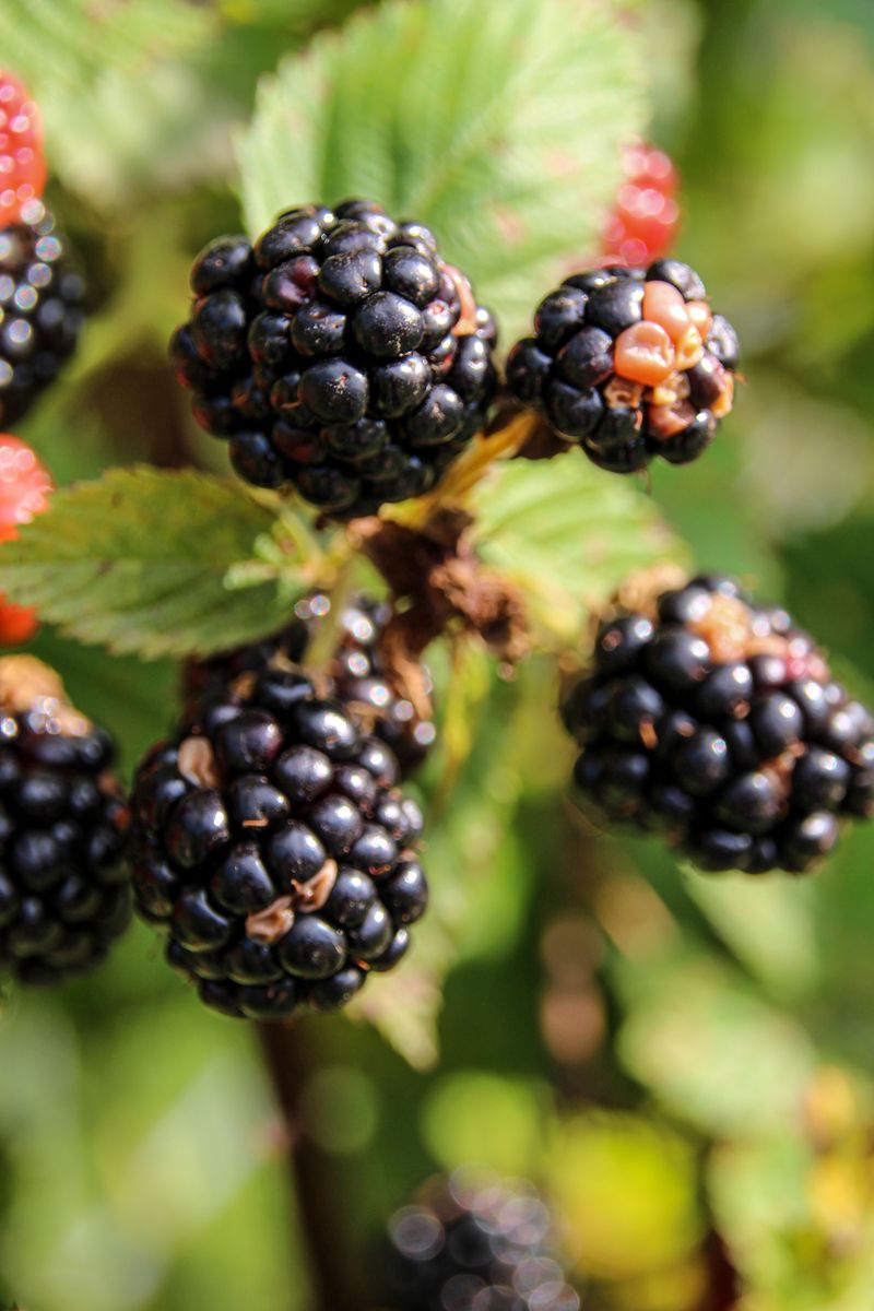 Wild Blackberries Wild Blackberries
