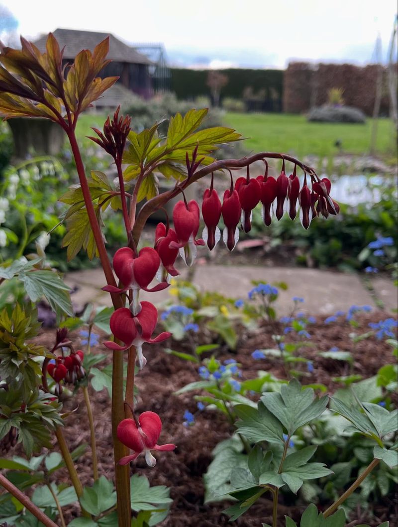 Wild Bleeding Heart