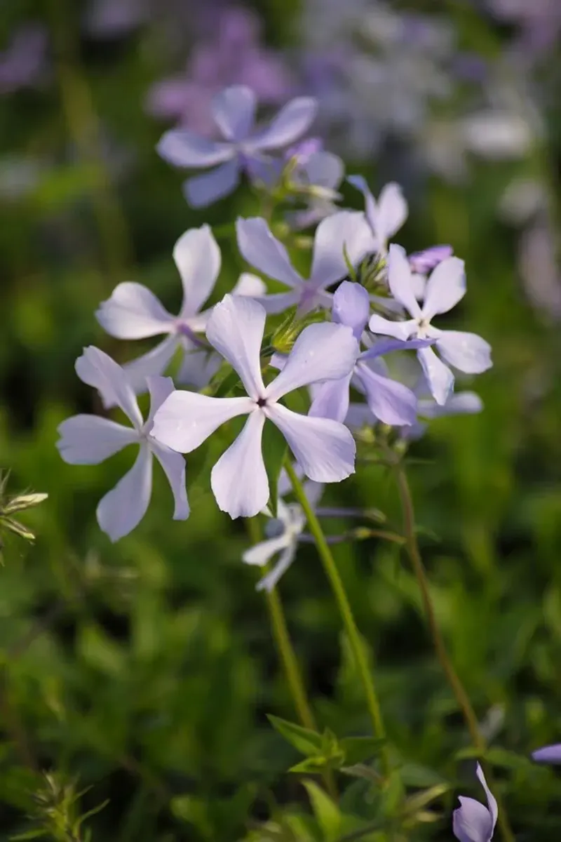 Wild Blue Phlox Adds Spring Color To Woodland Edges Wild Blue Phlox Adds Spring Color To Woodland Edges