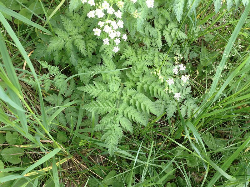 Wild Chervil Is On The Class A List Wild Chervil Is On The Class A List