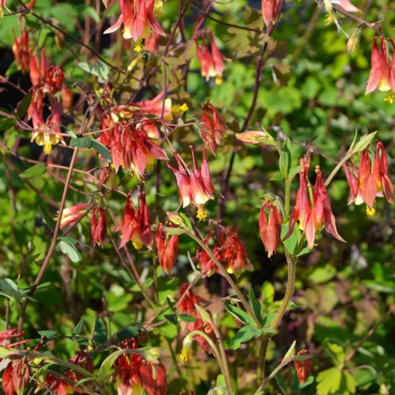 Wild Columbine Feels At Home Beneath A Light Tree Canopy