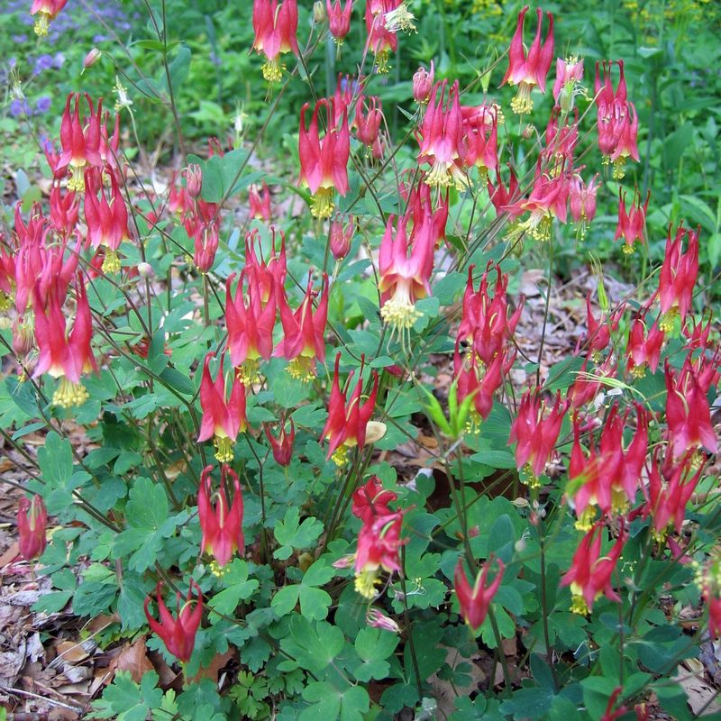 Wild Columbine Is Easier To Renew From Seed Than By Splitting The Plant