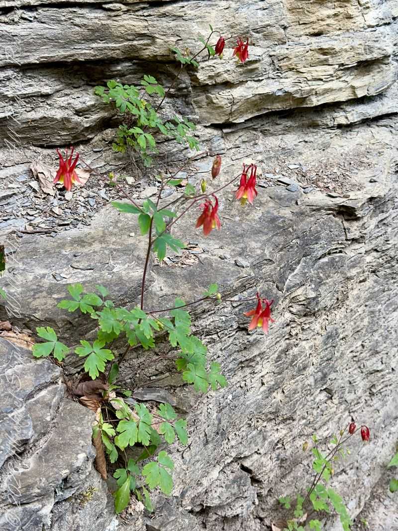 Wild Columbine Pops Up In Unexpected Places