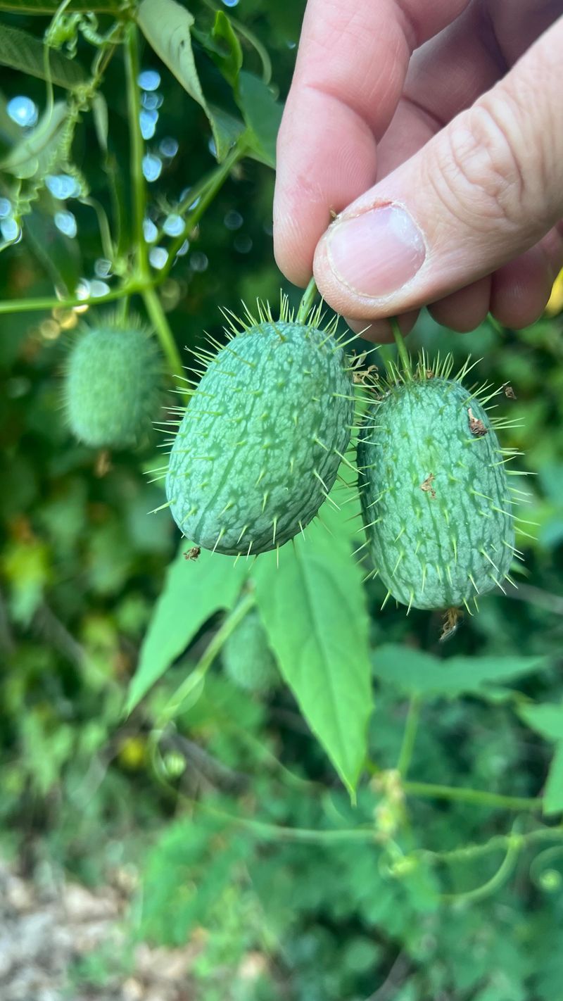 Wild Cucumber Gives You Fast Cover For One Season