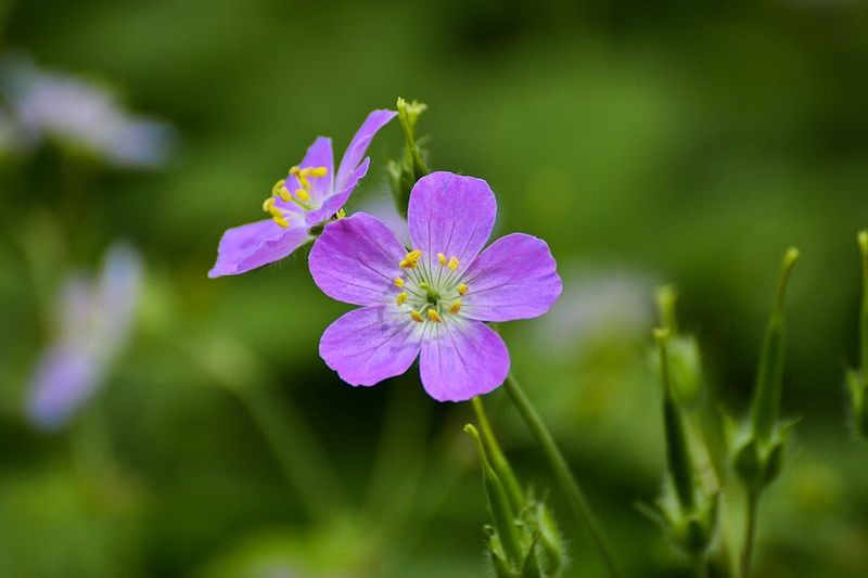 Wild Geranium Fills Gaps Beneath Open Canopies
