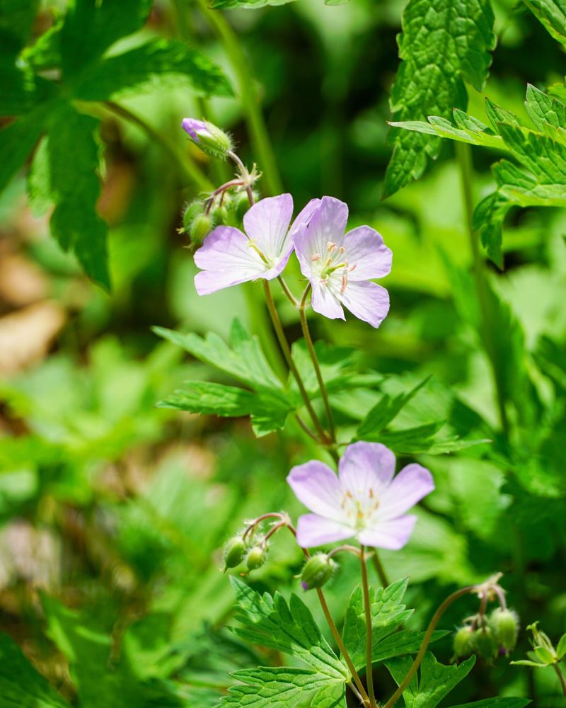 Wild Geranium Is The Easy Michigan Native