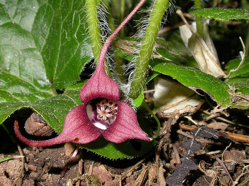 Wild Ginger Adds Flowers Beneath Dense Tree Canopies Wild Ginger Adds Flowers Beneath Dense Tree Canopies
