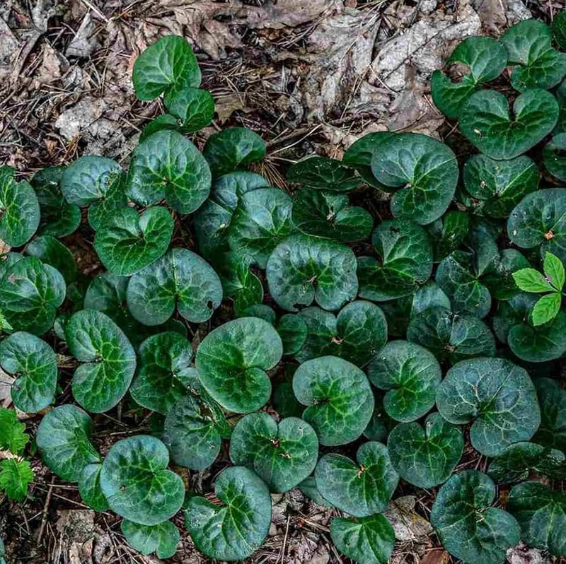 Wild Ginger Brings Bold Leaves To Deep Shade